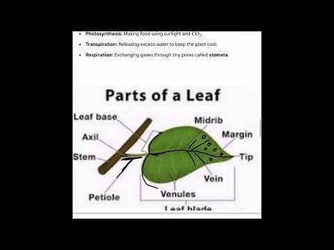 Class 6 Science | 5 long answer questions for Final Exam | Quick Revision l | NCERT Exam Practice