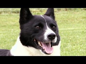 Karelian Bear Dog