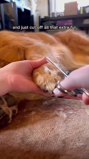 How I trim my golden retriever’s paws 🐾 tutorial!