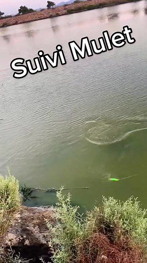 #silure #siluri #siluro #catfish #lure #fishing #pesca #bigfish #pêche #carp #silures #fyp #spin #parati #fishinglife #shark #tutorial #brochet #sandre #knots #pike #fish #sea #boat #summer #fisherman #foryou