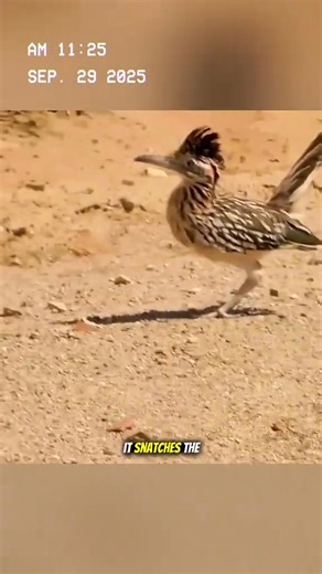 Roadrunner - the bird hates flying but possesses special power. #fyp | Animals Scenes
