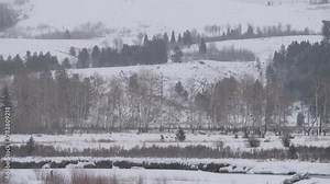 A herd of elk walk behind a sleeping wolf while a bald eagle watches from one of the trees. Shot in 4K