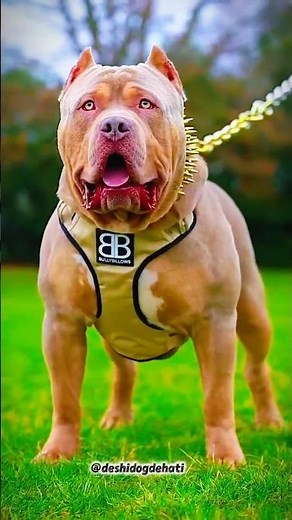 😱 pitbull Vs kangal dog #pitbull #kangal #americanbully #pitbulldog #facts