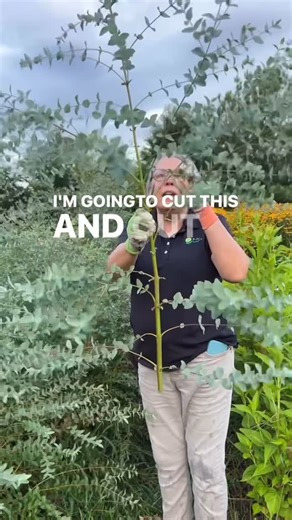 Gardener's Workshop Farm on Instagram: "Walk along with my community as you seed start, plant, and grow cut flowers! Comment CLUB to learn more about The Flower Farmer Club, enrollment is open! IN THE CLUB: Community - posting board Masterclasses - monthly trainings Flower Farmer Forum - monthly LIVE QA Bloomcast -private monthly podcasts The Sowing Circle -weekly seed sowing meetup Enrollment open through Monday, don’t miss out! #gardenersworkshopfarm"