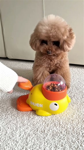 Smart food machine for puppy 😍