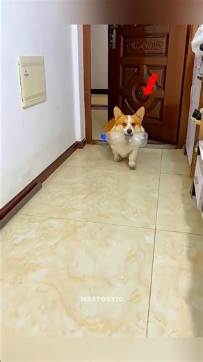 ഈ നായ ഉടമസ്ഥനെ ശരിക്കും ഞെട്ടിച്ചു 😯 | #shorts