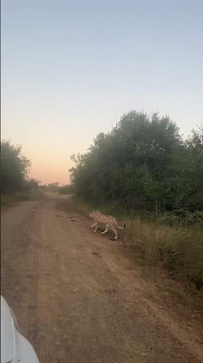 Watch: Cheetah Walks Into Frame