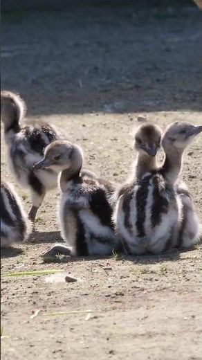 The reproductive cycle of the Darwin rhea