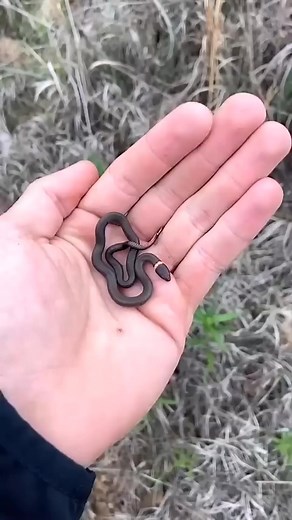 182K views · 3.5K reactions | small to big animal transformation don't watch the last one ☠️#shorts | Respect 1 second | Facebook