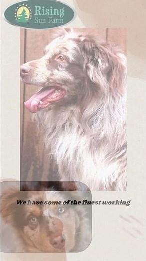 Buy the best Australian Shepherd Puppies at Rising sun Farm