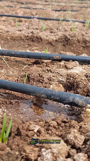 0.76 𝐀𝐜𝐫𝐞 Irrigational Land-இல் ஒரே Gate Valve பயன்படுத்தியதால் Pressure கடைசி வரை போகவில்லையா? இந்த வீடியோவில் Dual Subline 2 Gate Valve layout அமைத்து எப்படி Pressure Equal ஆக நீர் பாய்ச்சி முழு லைனும் perfect-ah வேலை செய்யும் என்பதை காட்டியிருக்கிறோம்! ✨ 𝐃𝐨𝐮𝐛𝐥𝐞 𝐒𝐮𝐛𝐥𝐢𝐧𝐞 – 𝐌𝐚𝐱𝐢𝐦𝐮𝐦 𝐏𝐫𝐞𝐬𝐬𝐮𝐫𝐞 ✨ 𝐔𝐧𝐢𝐟𝐨𝐫𝐦 𝐃𝐫𝐢𝐩 𝐎𝐮𝐭𝐩𝐮𝐭 ✨ 𝐂𝐨𝐫𝐫𝐞𝐜𝐭 𝐆𝐚𝐭𝐞 𝐕𝐚𝐥𝐯𝐞 𝐏𝐥𝐚𝐜𝐢𝐧𝐠 ✨ 𝐀𝐠𝐫𝐢 𝐓𝐞𝐜𝐡 𝐓𝐢𝐩𝐬 – 𝟎% 𝐖𝐚𝐭𝐞𝐫 𝐖𝐚𝐬𝐭𝐚𝐠𝐞 ⚙️ இங்கே காட்டியுள்ள Set