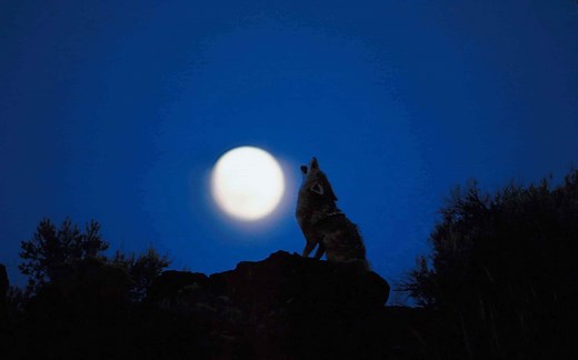 Coyotes Howl at Night, Why Do They Do It?