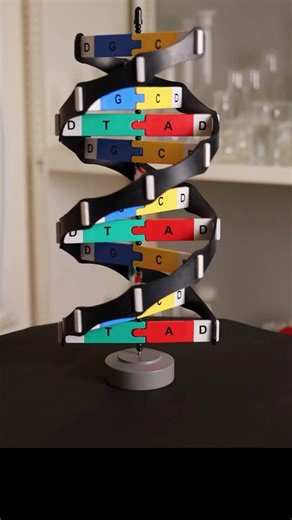Eisco Scientific on Instagram: "Build the Blueprint of Life! With the Eisco DNA Model Kit (SKU: ZM0058), students can easily assemble a colorful, 3D double helix that rotates on its sturdy base. ✨ Snap together base pairs ✨ Attach flexible sugar-phosphate backbones ✨ Watch the double helix take shape Perfect for classrooms, labs, or anyone exploring the structure and function of DNA. #EiscoLabs #DNAModel #STEMeducation #Genetics #ScienceMadeSimple"