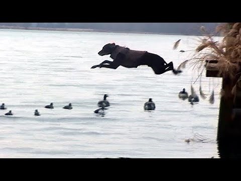 Pudelpointer Duck Hunting in Extreme Cold – Real Winter Waterfowl Performance