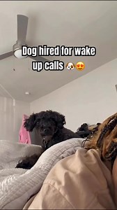 30K views · 1.3K reactions | The best alarm clock ever!  #dogmom #petlove | Indeskribeabull | Facebook
