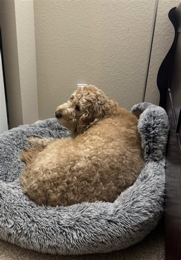 Simba: The Dog Who Makes My Soul Feel Safe