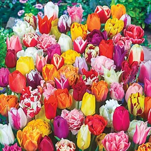 2 Months of Spring Carnival™  Tulip Mixture