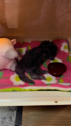 It's All About The Animals, Inc. on Reels