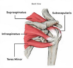 The Rotator Cuff - Tom Morrison