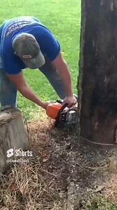 850K views · 3.4K reactions | In this brief firewood video my supplier/helper Mike uses his Stihl MS391 chainsaw to safely fell 35' tall ash tree. Here's the link to the full version video: https://www.facebook.com/JoesPremiumFirewood/videos/441746980578493/ | Joe's Premium Firewood | Facebook