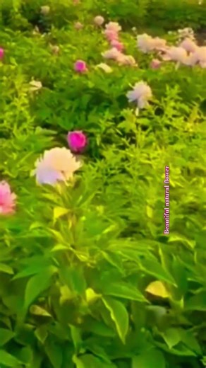 Beautiful peony flower in the world #terracegardenindia #flowers #nature #plants #floralgarden #love