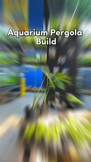 As you may have known the Fish room got a big upgrade we are still making improvements on it, but we are fully stocked with fish and plants OPEN TODAY ! ❤️ Order ONLINE https://www.fishhappensindy.com 12-8pm daily, Saturday 10am-10pm 5575 Elmwood ave suite a (back building) You have to see the newest fish store in Indianapolis Indiana! #facebook #aquascaping #shrimpkeeping #bambooshrimp #aquariumaddict #fishstoretour #indyfishstore #aquariumgoals #aquariumlove #freshwateraquarium #fishkeepersofi