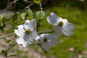 Cornus florida - Alchetron, The Free Social Encyclopedia