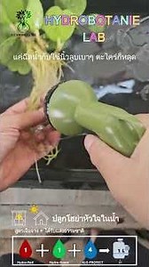 ปลูกโฮย่าหัวใจ ในน้ำ / Grow Sweetheart Hoya in Water #growinwater #plantfood #hydrobotanie