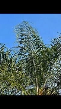 Beautiful Queen Palms/Queen Palms for Sale/Large Palms and trees for Sale in Florida/Buy Trees