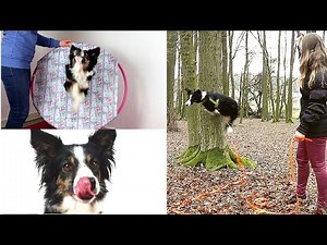 3 Hundetricks in 3 Minuten lernen || Tricktutorial Ep.#4