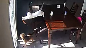 Un chat écrase un petit chien en renversant une chaise