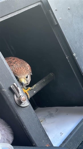 Me and Echo are always on an adventure #falconry #falcon #adventure #outdoorlife #falconrylife