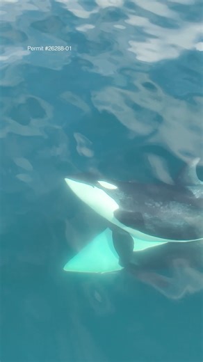 Breathing new life into killer whale conservation 🐋 Southern Resident killer whales are critically endangered. To help protect them, researchers from San Diego Zoo Wildlife Alliance, alongside partners from SeaDoc Society and National Oceanic and Atmospheric Administration (NOAA), are pioneering a new approach: collecting their breath. Using drones, scientists safely fly through a whale’s misted exhale, capturing droplets that reveal hormones, disease markers, and DNA. These tiny samples hold e