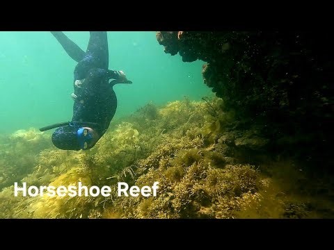Ledges South of Horseshoe Reef | Adelaide Freedive Tribe