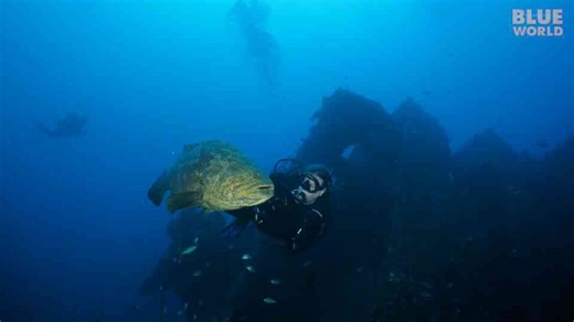 We found a giant fish on the wreck... then realized something was seriously wrong