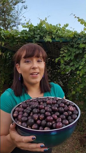Secrets to Growing an Abundance of Muscadine Grapes #grape #garden #permaculture #homestead #fruit