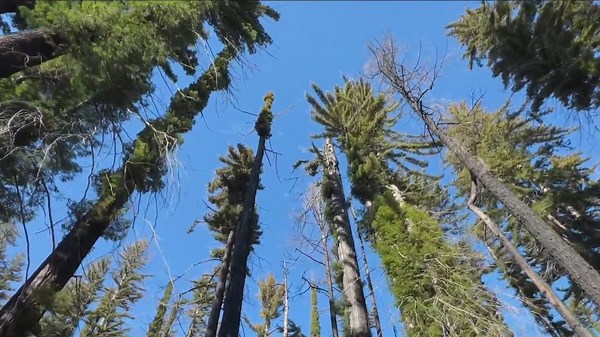 Redwoods at Big Basin show resilience 5 years after CZU Fire