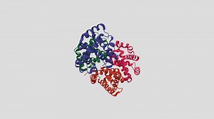 Hämoglobin - 3D model by OneTimeOnlyUser