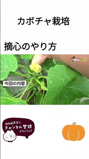 How to pinch off the tips of pumpkin plants #agriculture #regeneration #homegardening #modernagri...