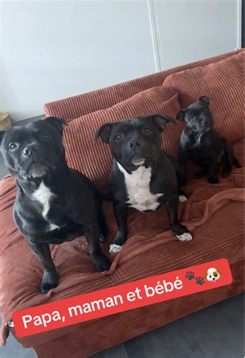 Papa, maman et leur adorable chiot !