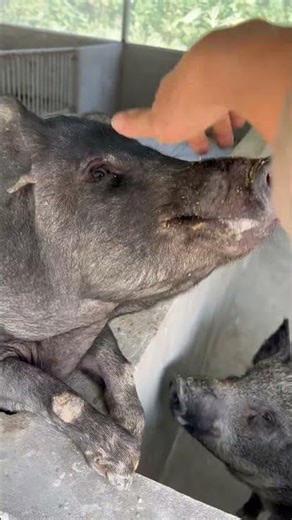 The intelligent pig knows how to obey its owner.