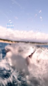 Great White Shark Bursts Out Of The Water With Speed | White Shark Ocean