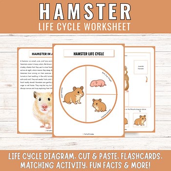 Hamster Life Cycle | Rodent Hibernating Animal Science Activities & Fun Facts!