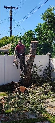 Affordable Complete Tree Removal Service | Los Angeles, CA.
