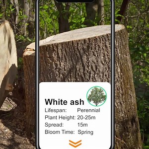 🌲What tree is it? How old is the tree? Use PictureThis to identify ANY tree around you and learn more about it! 🌳 | PictureThis