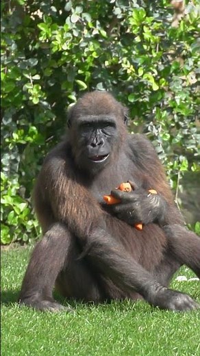 ¡El gorila Felix ha cumplido 7 años! 🦍😍 #bioparc #gorila #gorilla #animals