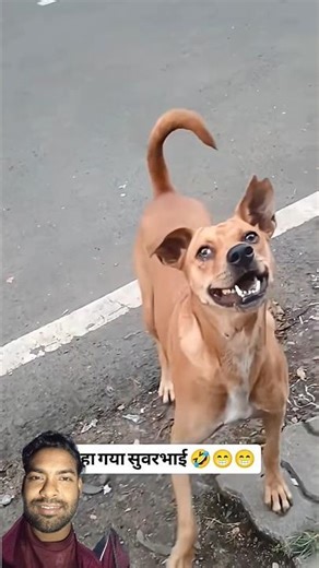 must watch new special comedy video 2026 😅 #dagelan #funnyanimal