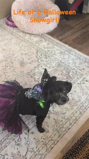 Visiting a nursing home in Danville for a pet parade!#shihpoosofinstagram | Marlo Henderson