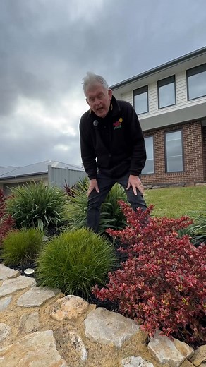 This is how to plant your self-shaping balls like Lomandra Little Con. 💚 Buy Lomandra Little Con here: https://www.thetutuguru.com.au/shop/lomandra-little-con/ #hellohelloplants #nursery #melbourne #australia #beautifulplants #LomandraLittleCon #nativegarden #evergreenfoliage #modernplant #AustralianNative | Hello Hello Plants & Garden Supplies