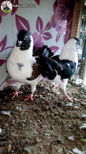 திரும்ப வாங்கிட்டோம்